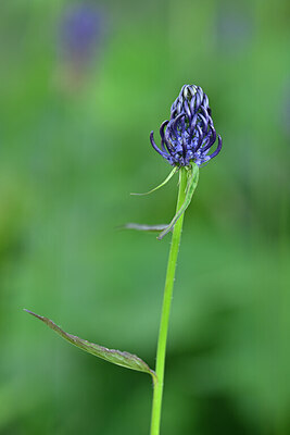 BUITEN BEELD Foto: 444595