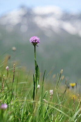 BUITEN BEELD Foto: 444597