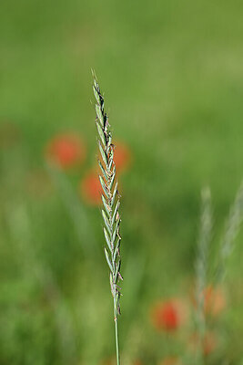 BUITEN BEELD Foto: 444599