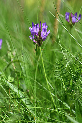 BUITEN BEELD Foto: 444603