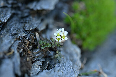 BUITEN BEELD Foto: 444606