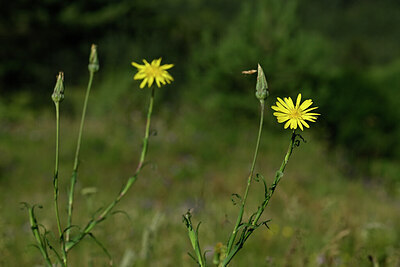 BUITEN BEELD Foto: 444609