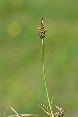 BUITEN BEELD Foto: 444610