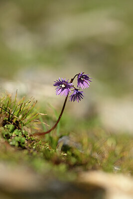 BUITEN BEELD Foto: 444611