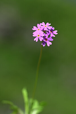 BUITEN BEELD Foto: 444612