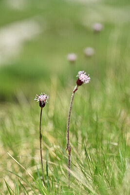 BUITEN BEELD Foto: 444613