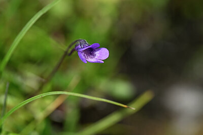 BUITEN BEELD Foto: 444614