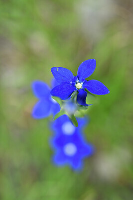 BUITEN BEELD Foto: 444615