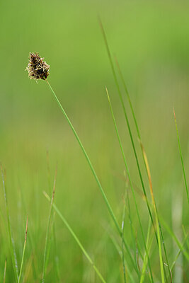 BUITEN BEELD Foto: 444616