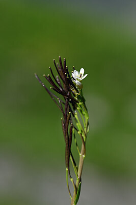 BUITEN BEELD Foto: 444617
