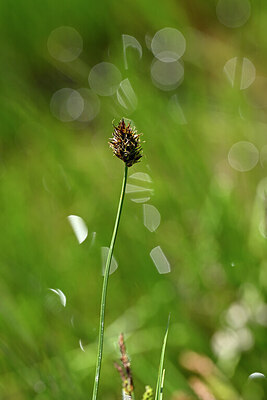 BUITEN BEELD Foto: 444618