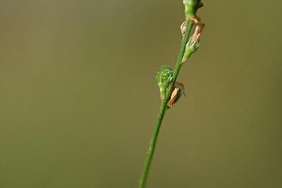 BUITEN BEELD Foto: 444619