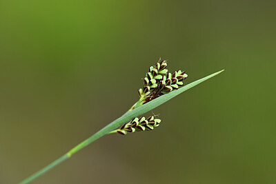 BUITEN BEELD Foto: 444620