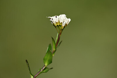 BUITEN BEELD Foto: 444621