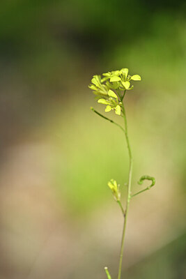 BUITEN BEELD Foto: 444622