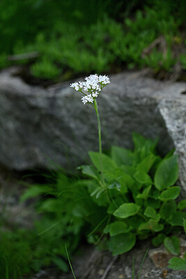 BUITEN BEELD Foto: 444625