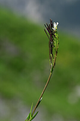 BUITEN BEELD Foto: 444626