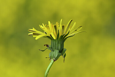 BUITEN BEELD Foto: 444628
