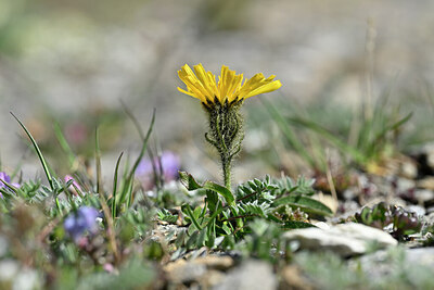 BUITEN BEELD Foto: 444629