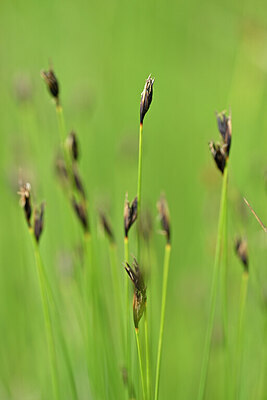 BUITEN BEELD Foto: 444630