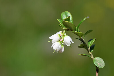 BUITEN BEELD Foto: 444632