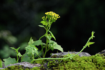 BUITEN BEELD Foto: 444633