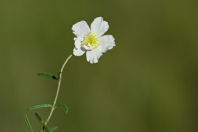 BUITEN BEELD Foto: 444637