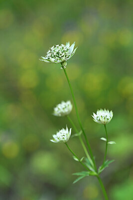 BUITEN BEELD Foto: 444639