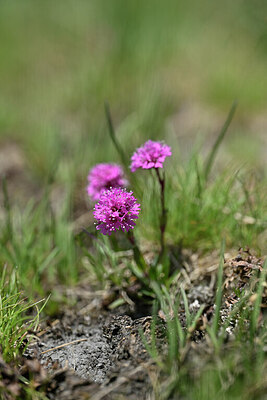 BUITEN BEELD Foto: 444640