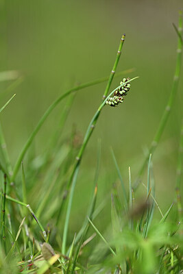 BUITEN BEELD Foto: 444642