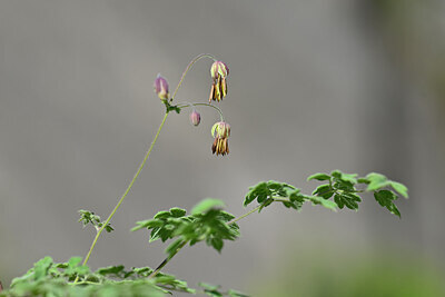 BUITEN BEELD Foto: 444644