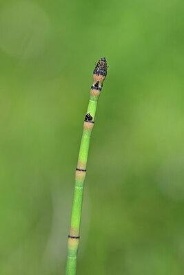 BUITEN BEELD Foto: 444645