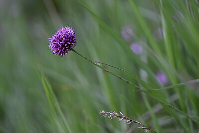BUITEN BEELD Foto: 444647