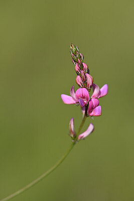 BUITEN BEELD Foto: 444649
