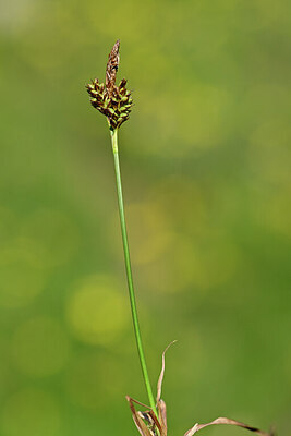 BUITEN BEELD Foto: 444650