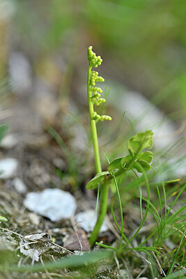 BUITEN BEELD Foto: 444651