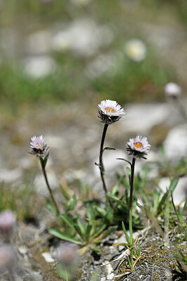 BUITEN BEELD Foto: 444652