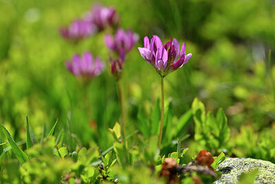 BUITEN BEELD Foto: 444653