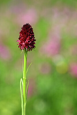 BUITEN BEELD Foto: 444654