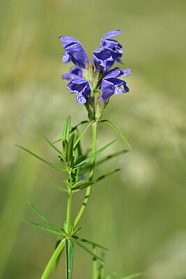 BUITEN BEELD Foto: 444655