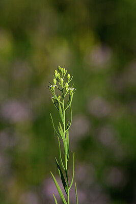 BUITEN BEELD Foto: 444660