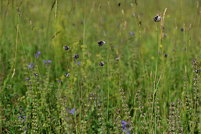 BUITEN BEELD Foto: 444664