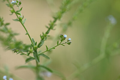 BUITEN BEELD Foto: 444667