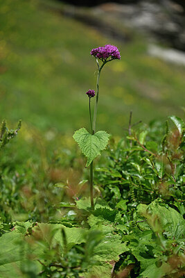 BUITEN BEELD Foto: 444669