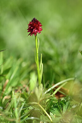 BUITEN BEELD Foto: 444670