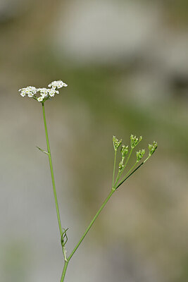 BUITEN BEELD Foto: 444671