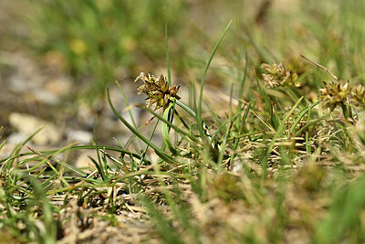 BUITEN BEELD Foto: 444676