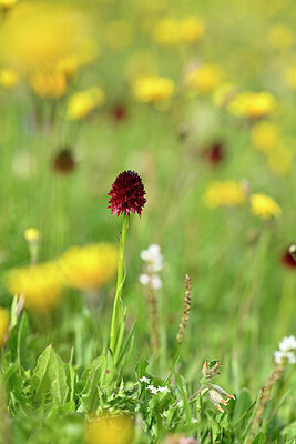 BUITEN BEELD Foto: 444678