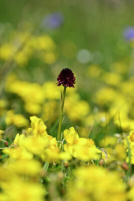 BUITEN BEELD Foto: 444680