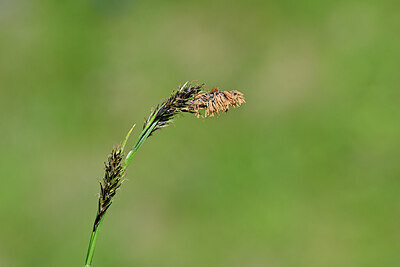BUITEN BEELD Foto: 444683